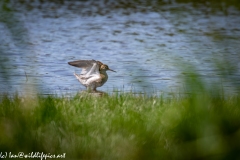 Spotted Redshank Wings Open in Water Side View