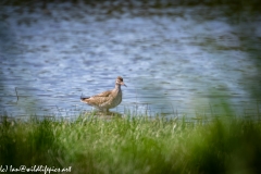 Spotted Redshank in Water Side View