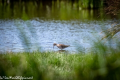 Spotted Redshank in Water Side View