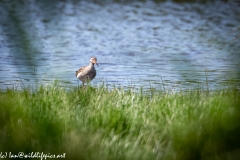 Spotted Redshank in Water Front View