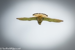 Male Kestrel Hovering in Flight Under View