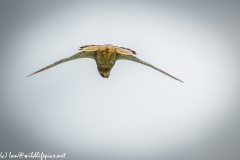 Male Kestrel Hovering in Flight Under View