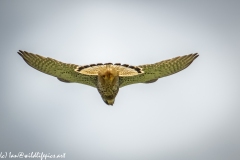 Male Kestrel Hovering in Flight Under View