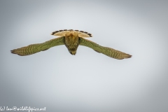 Male Kestrel Hovering in Flight Under View