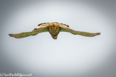 Male Kestrel Hovering in Flight Under View