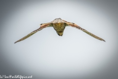 Male Kestrel Hovering in Flight Under View