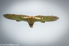 Male Kestrel Hovering in Flight Under View