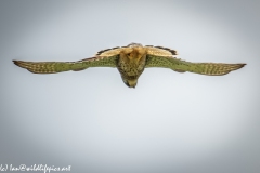 Male Kestrel Hovering in Flight Under View