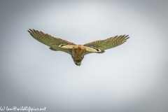 Male Kestrel Hovering in Flight Under View