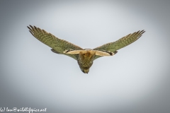 Male Kestrel Hovering in Flight Under View