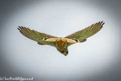 Male Kestrel Hovering in Flight Under View