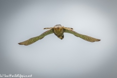 Male Kestrel Hovering in Flight Under View