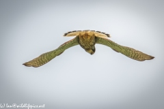 Male Kestrel Hovering in Flight Under View