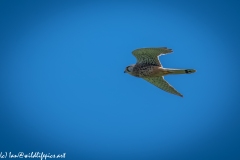 Male Kestrel in Flight Side View