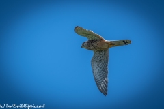 Male Kestrel in Flight Side View