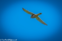 Male Kestrel in Flight Back View