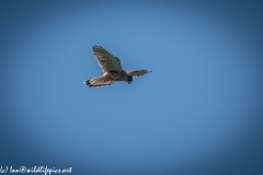 Male Kestrel Hovering in Flight Side View