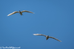 Little Egrets in Flight Back View