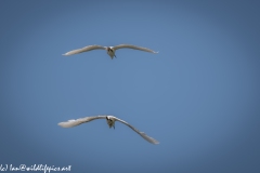 Little Egrets in Flight Back View