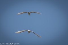 Little Egrets in Flight Back View