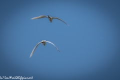 Little Egrets in Flight Back View