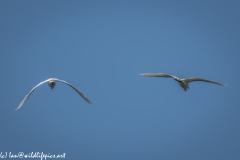 Little Egrets in Flight Back View