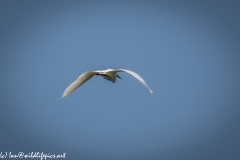 Little Egret in Flight Back View