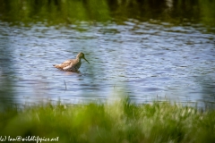 Spotted Redshank in Water Side View