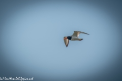 Oystercatcher in Flight Side View