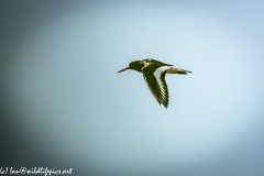 Oystercatcher in Flight Side View