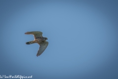 Male Kestrel in Flight Side View