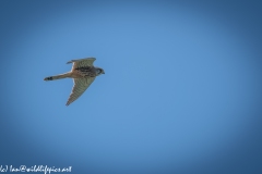 Male Kestrel in Flight Side View