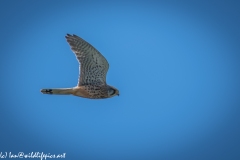 Male Kestrel in Flight Side View