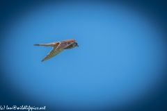 Male Kestrel in Flight Side View