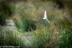 Spotted Redshank in Flight Back View