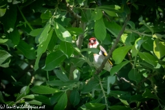 Goldfinch in Bush Front View