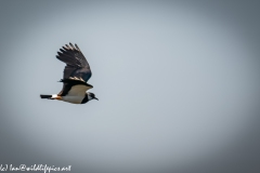 Male Lapwing in Flight Side View