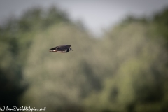 Male Lapwing in Flight Side View