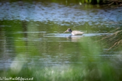 Spotted Redshank in Water Side View