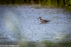 Spotted Redshank in Water Side View