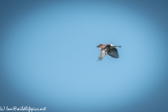 Jay in Flight Back View