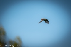 Jay in Flight Back View