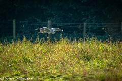 Grey Herron in Flight Over Field Side View