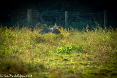 Grey Herron in Flight Over Field Side View