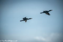 Two Cormorants in Flight Side View