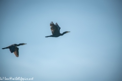 Two Cormorants in Flight Side View