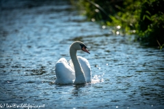 Mute Swan on River Front View