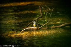 Grey Wag-tail on the River Back View