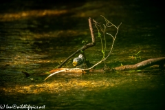 Grey Wag-tail on the River Back View