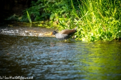 Moorhen in River Side View